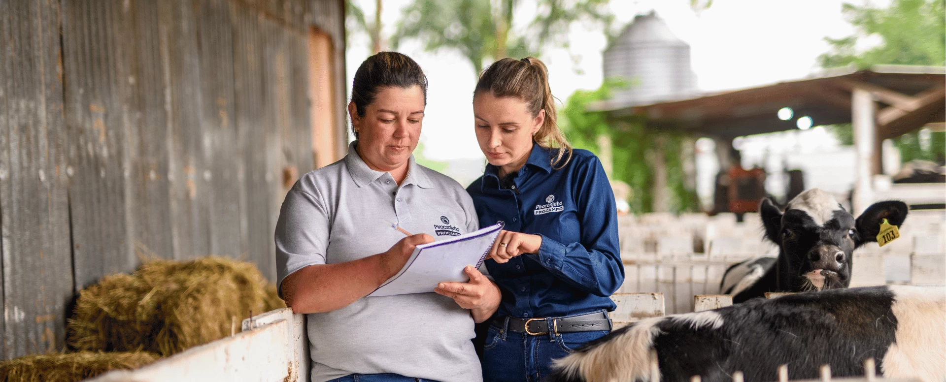 Preparação eficiente de equipes de trabalho na produção leiteira