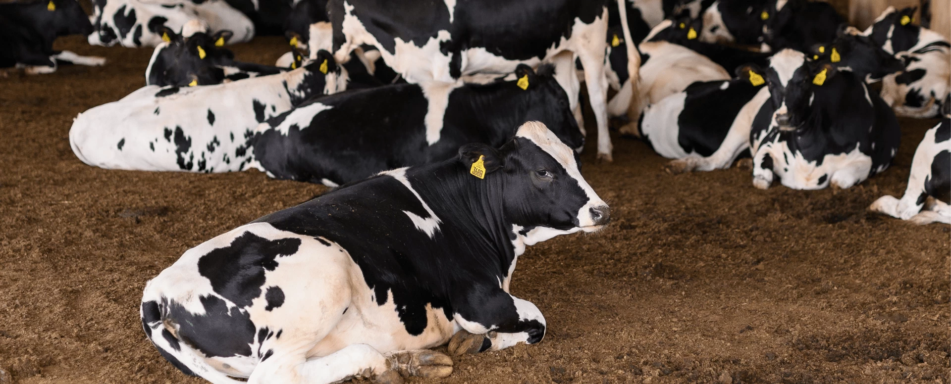 As vacas veem o mundo diferente de nós