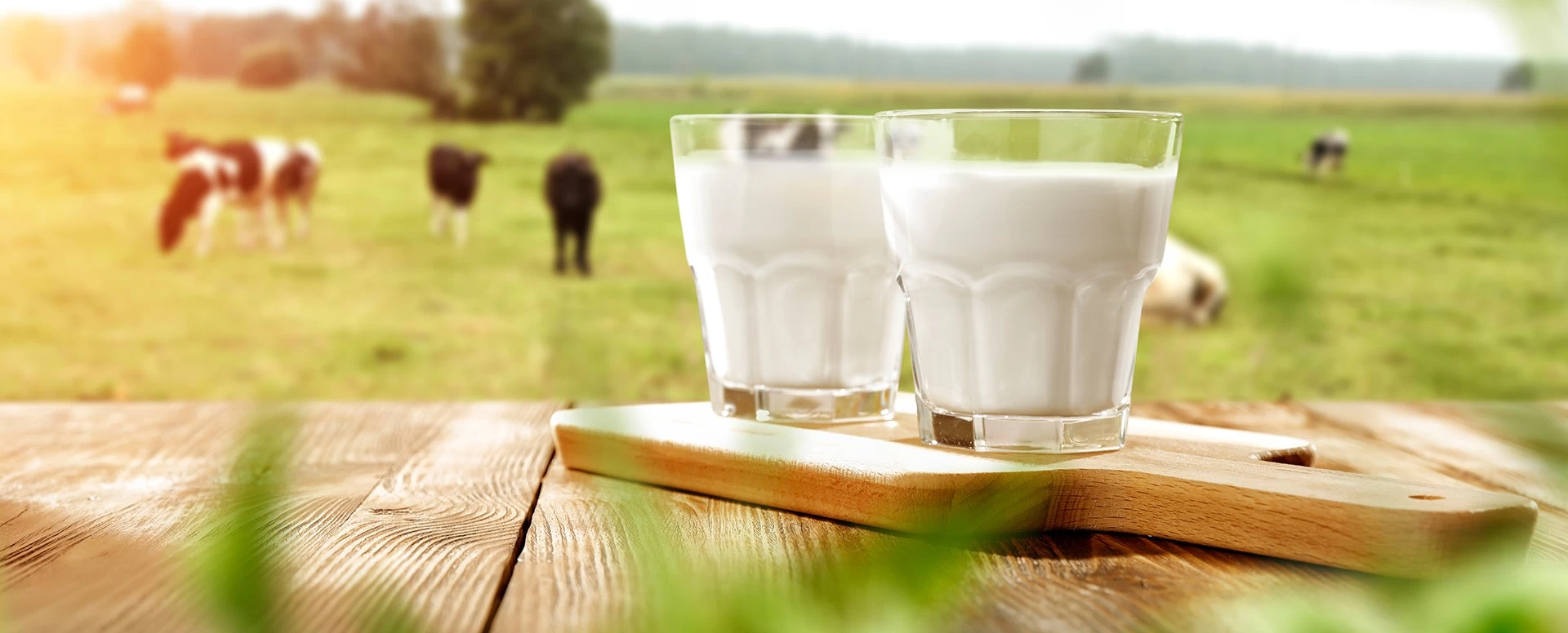 4 curiosidades sobre o leite A2