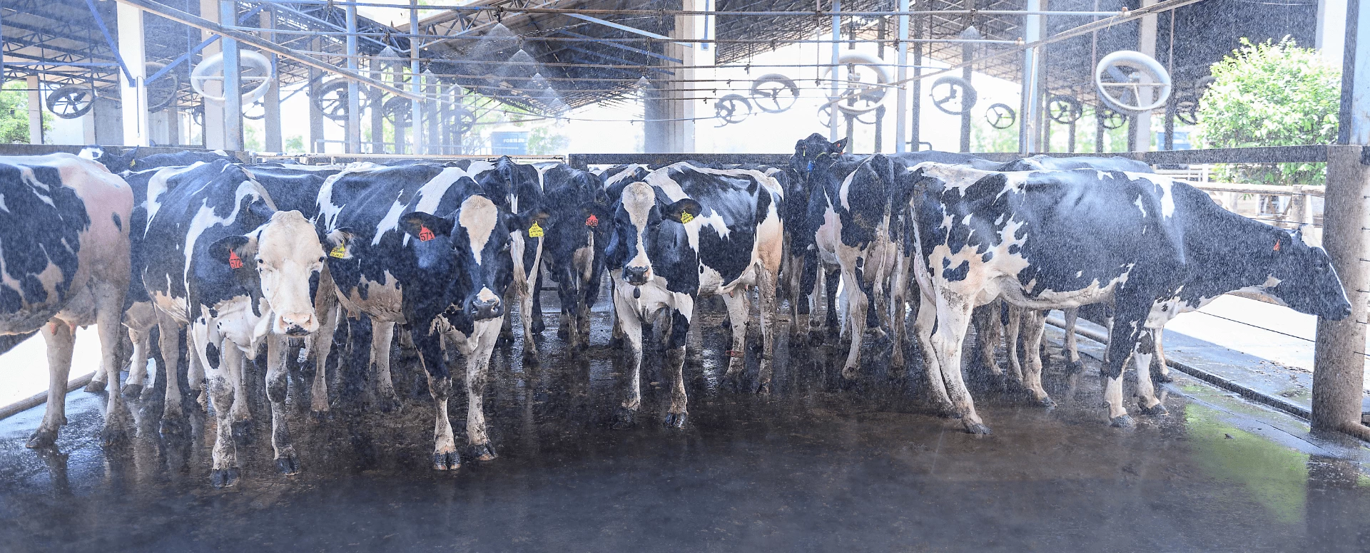 Zona de conforto térmico: essencial para o bem-estar e a produção das vacas leiteiras