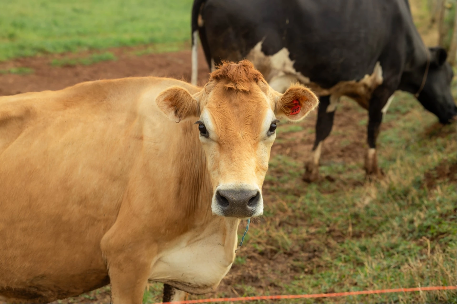 Condição corporal na secagem: preparando a vaca para a próxima lactação