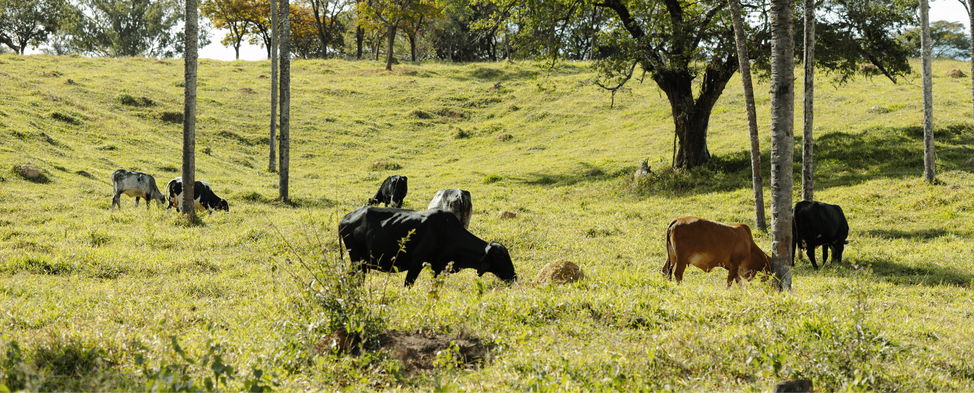 Calendário forrageiro para pecuária leiteira: como planejar 365 dias de produção estável?