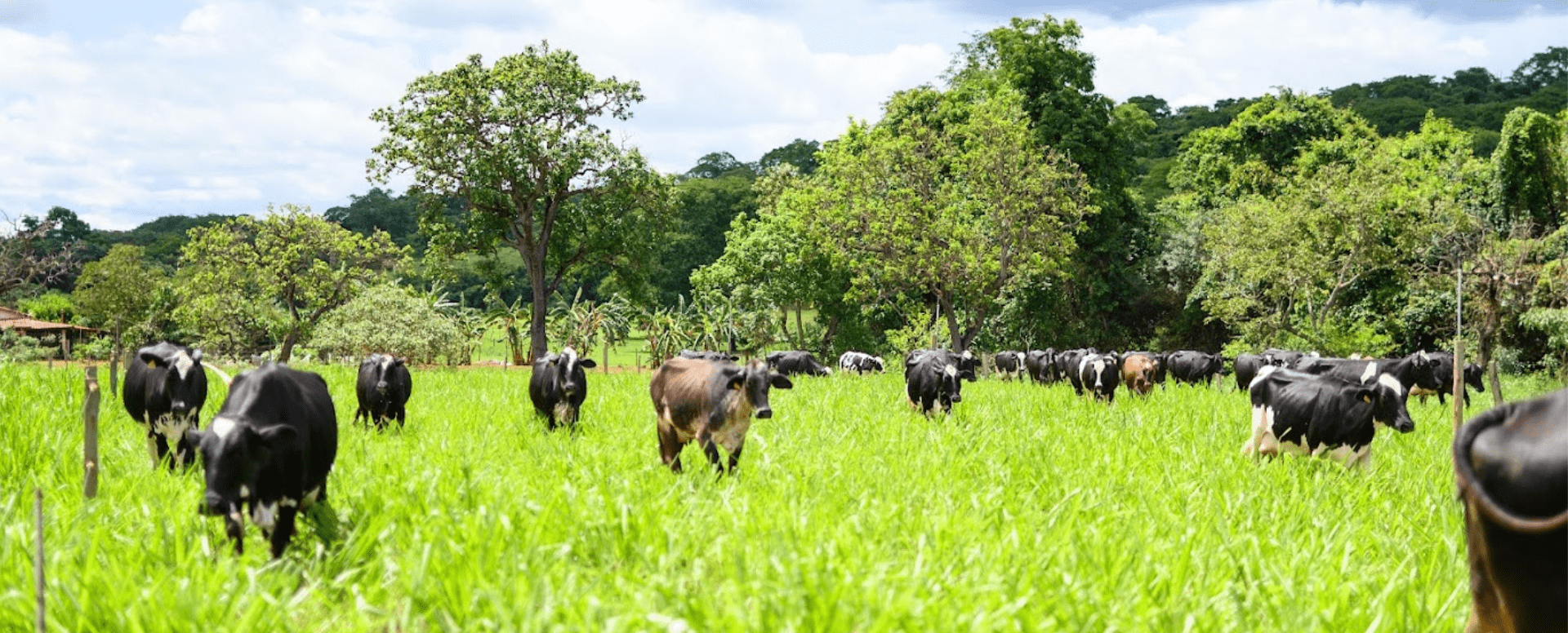 Calendário forrageiro para pecuária leiteira: como planejar 365 dias de produção estável?