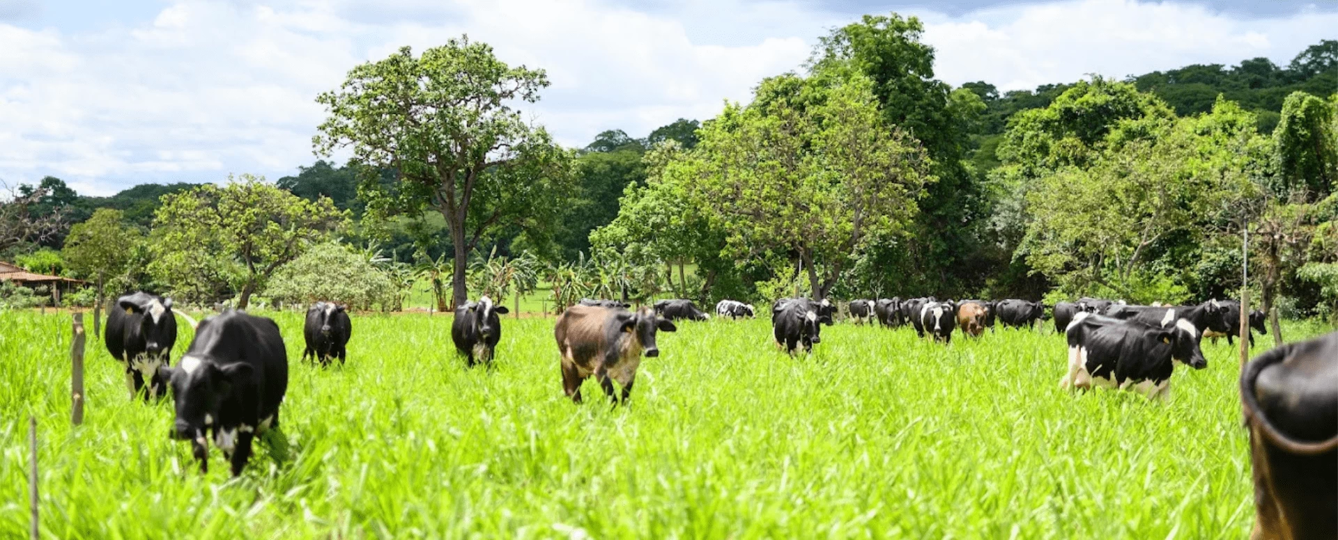 Calendário forrageiro para pecuária leiteira: como planejar 365 dias de produção estável?