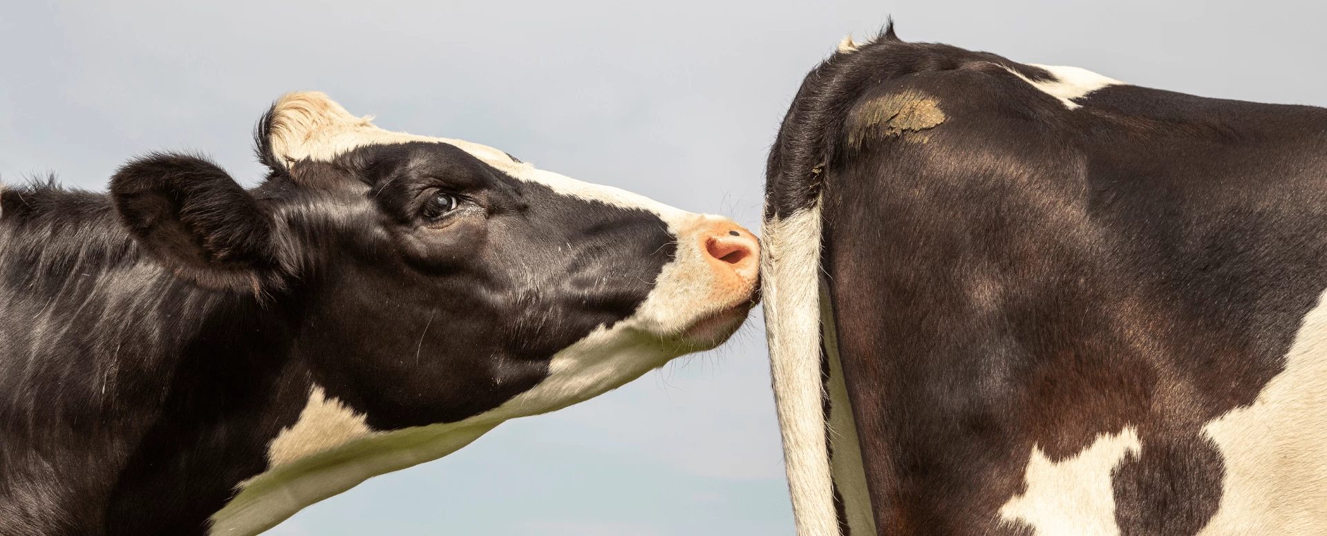 Ciclo Estral das Vacas: fases e tecnologias para gerenciamento da reprodução