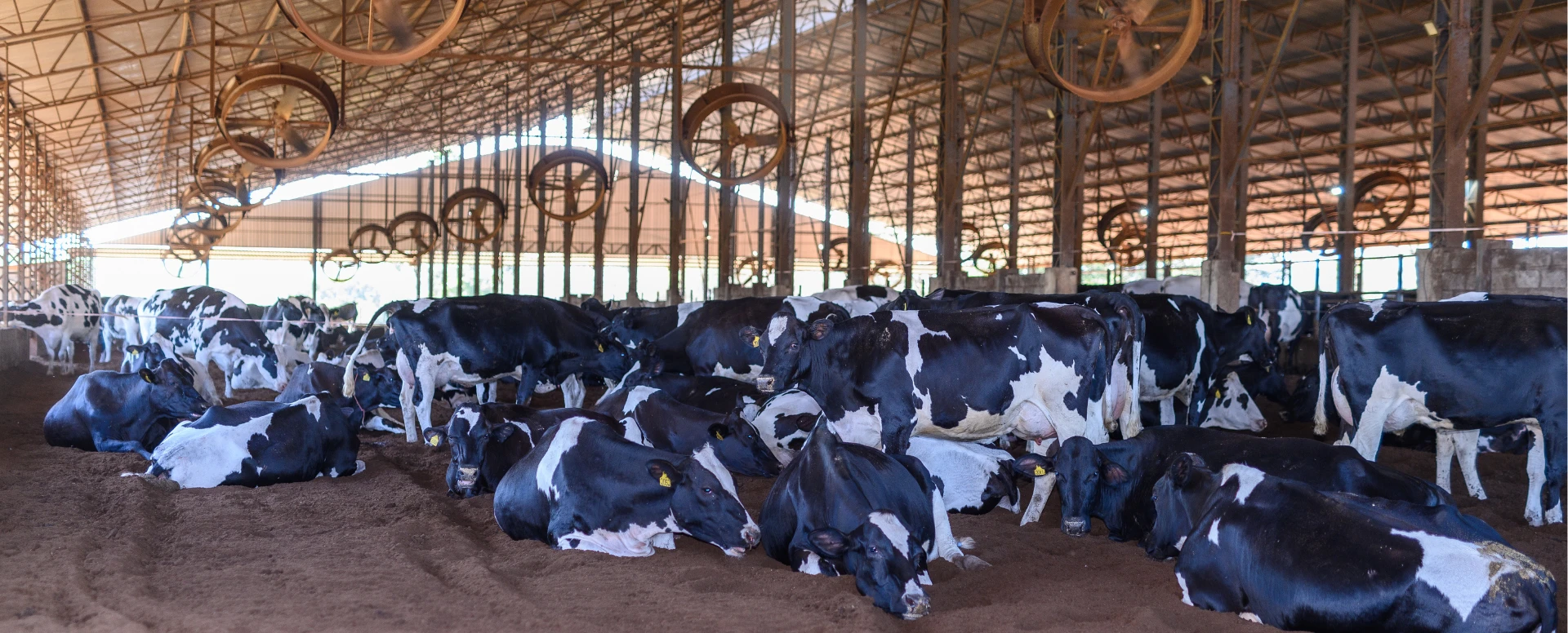 Vacas se refrescando com ventiladores