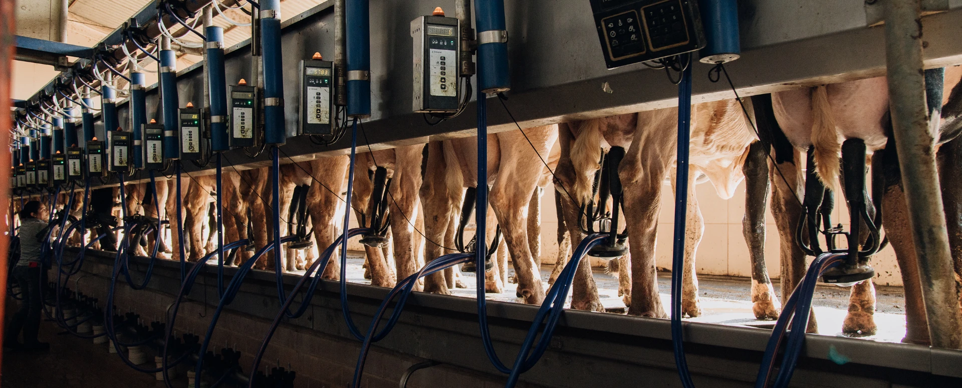 Investimento em tecnologia na pecuária: o que realmente gera retorno?