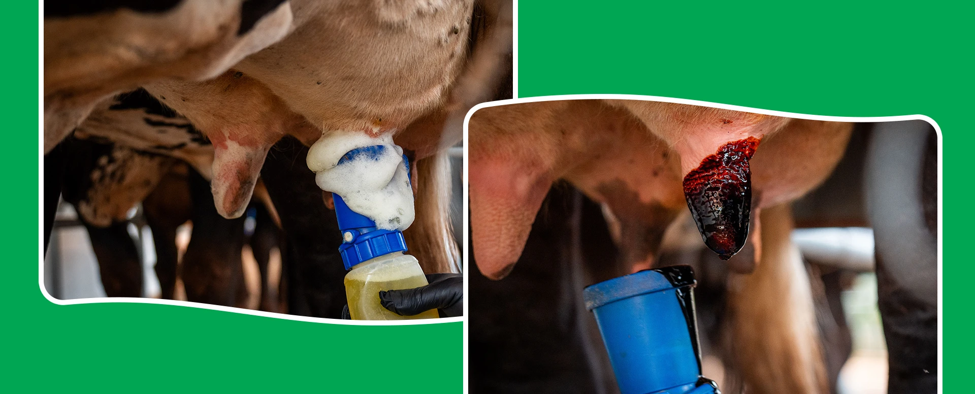 Ordenha higiênica: aplique os protocolos de Pré e Pós-Dipping