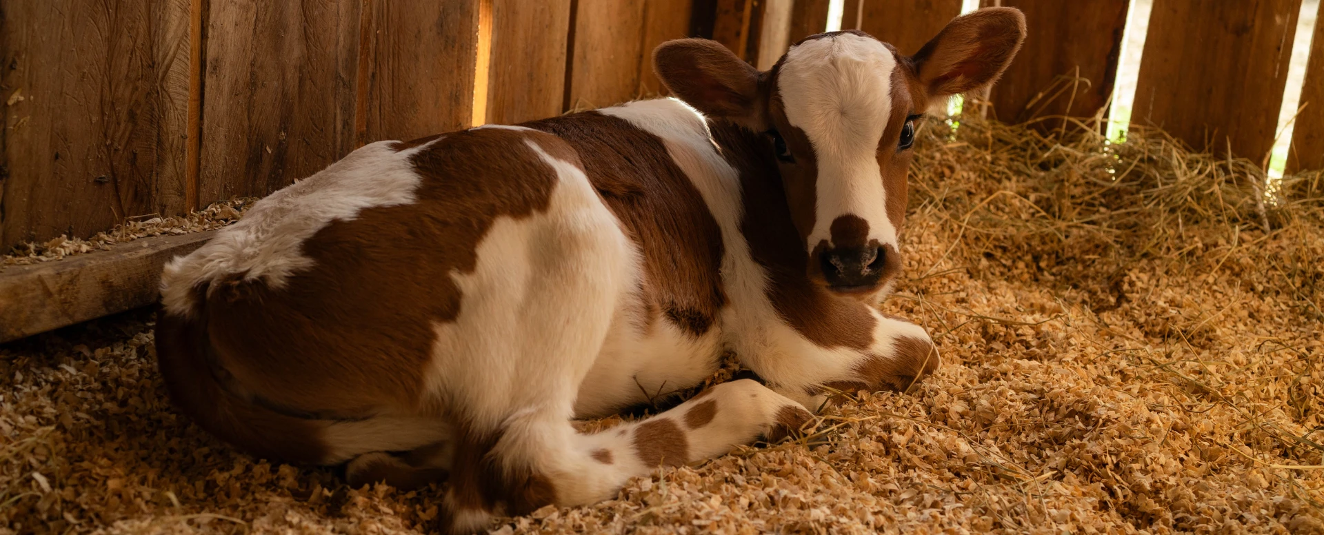 Bem-estar animal na fazenda leiteira: cuidado, eficiência e futuro produtivo