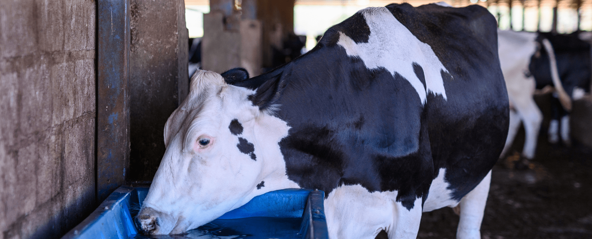 Como reduzir o estresse térmico das vacas na transição para o verão?