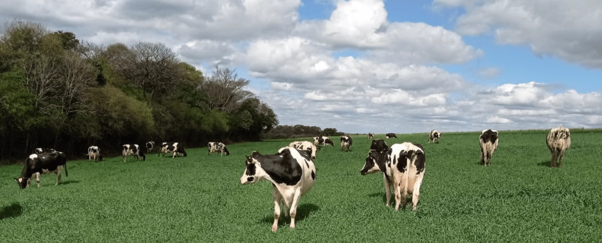 Estresse térmico em vacas leiteiras