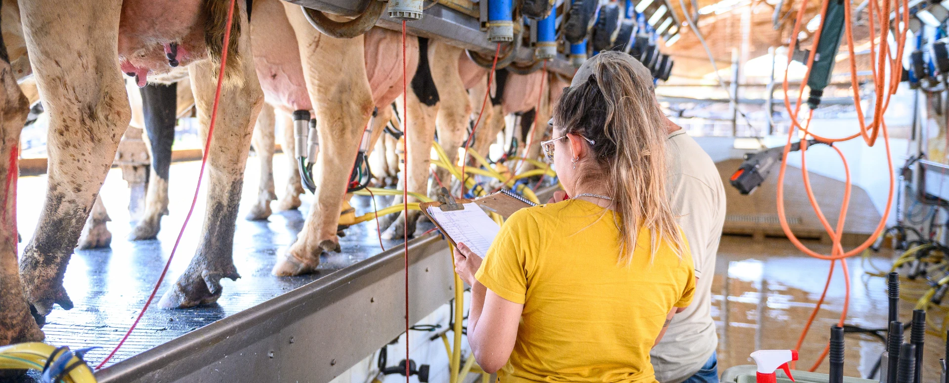 Mais eficiência: gestão na prática para pequenos e médios produtores de leite