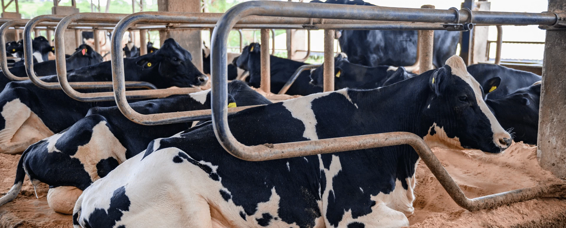 O tempo das vacas: a gestão do descanso para a máxima produtividade leiteira