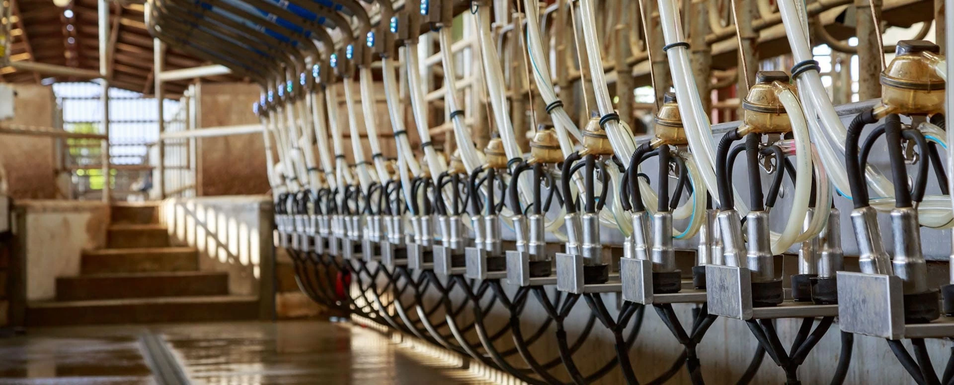 Manutenção do equipamento de ordenha e do tanque de resfriamento