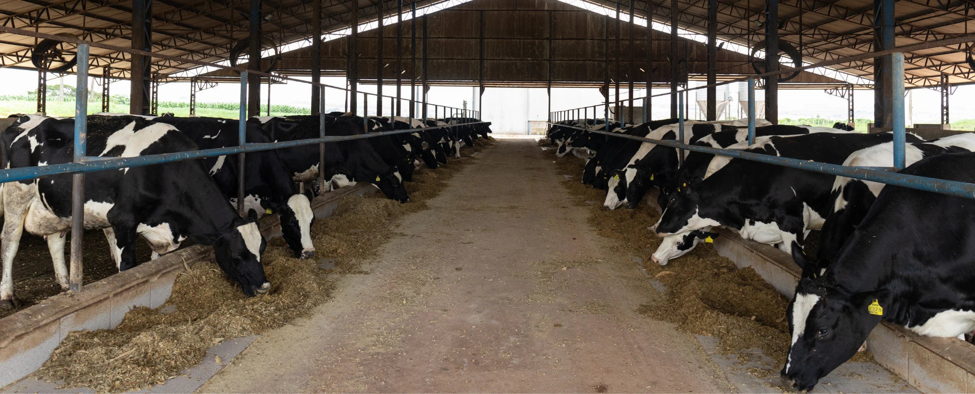 Mosca-dos-estábulos: impacto produtivo, riscos sanitários e estratégias para o controle na pecuária leiteira