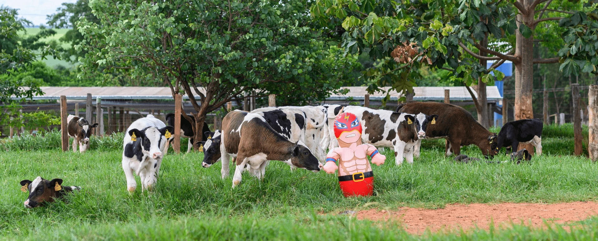 A personalidade das vacas