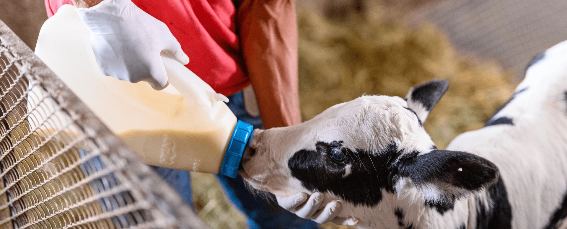Cuidados na ordenha do primeiro colostro