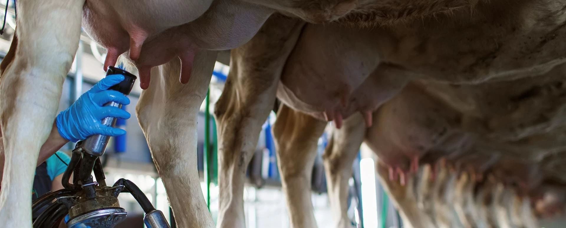 Você já ouviu falar em ordenhabilidade?