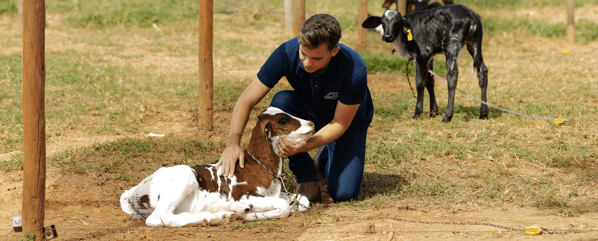 Bezerros e a escolha do leite no aleitamento