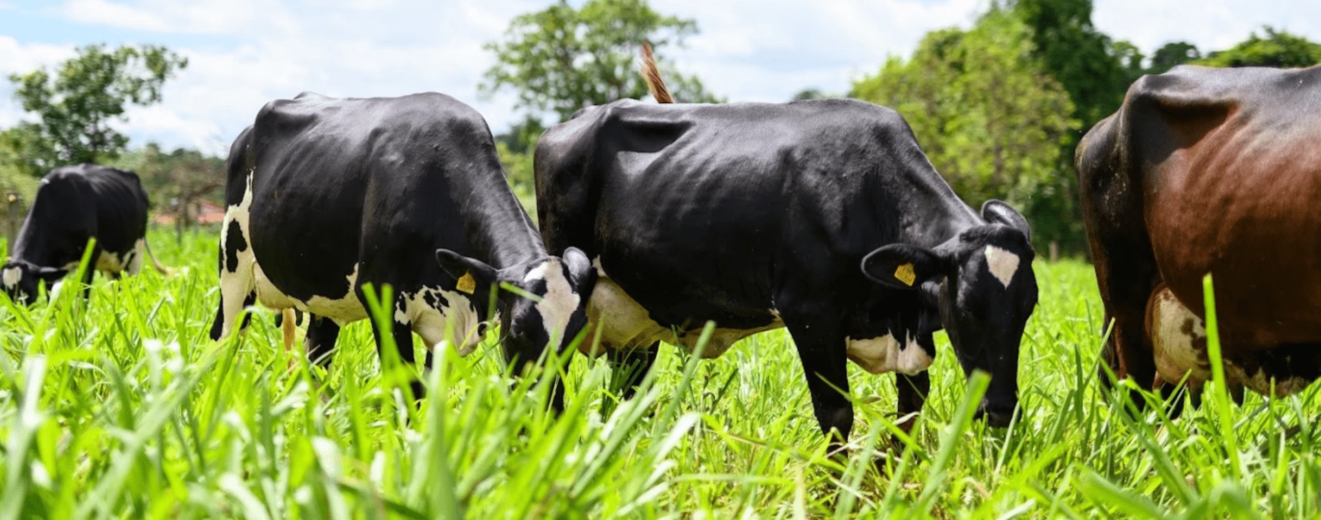 Qualidade do pasto: o pilar do bem-estar animal e da produtividade