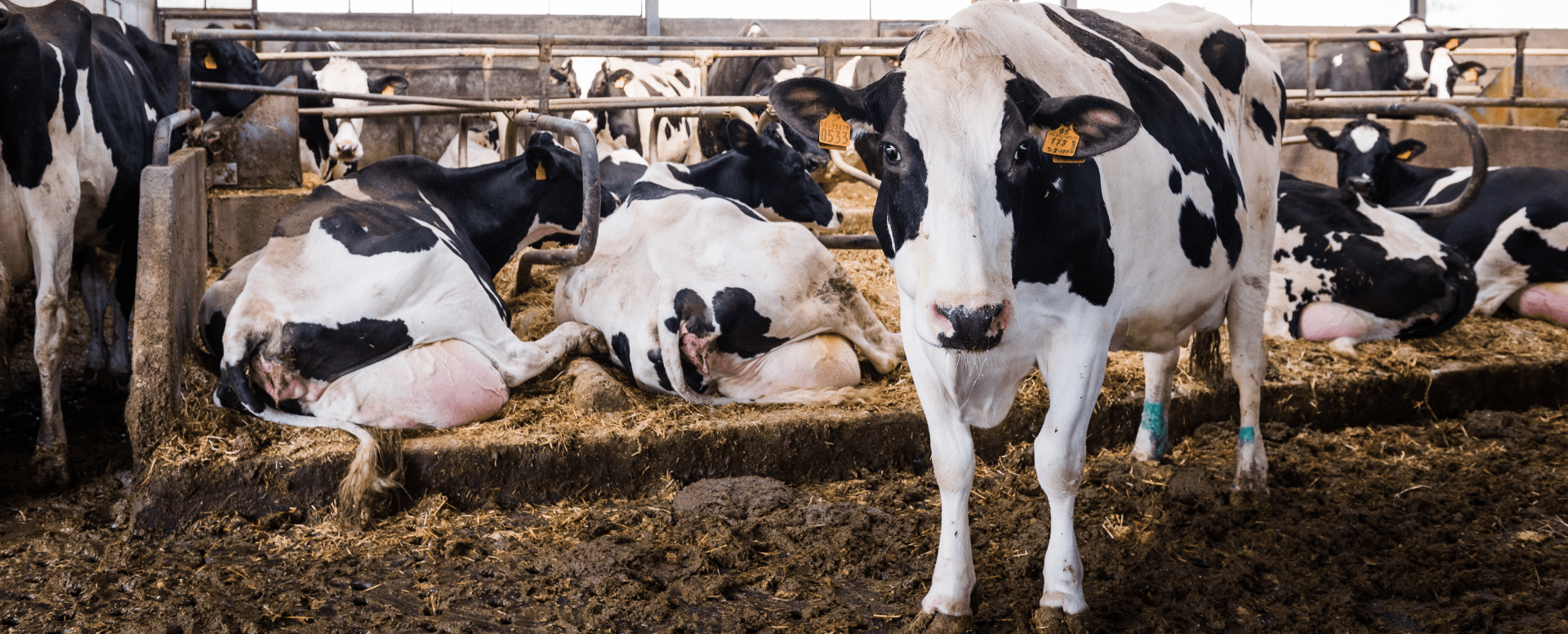 O tempo das vacas: a gestão do descanso para a máxima produtividade leiteira