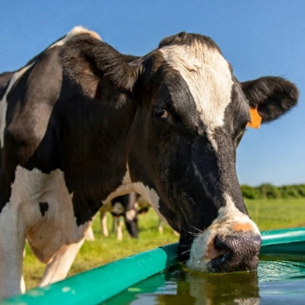 Água na Pecuária Leiteira: A Estratégia de Maior Retorno