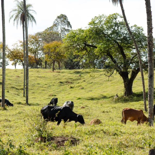Calendário forrageiro para pecuária leiteira: como planejar 365 dias de produção estável?