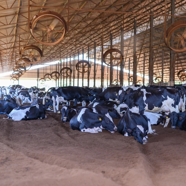 Conforto térmico de baixo custo: a relação entre sombra e fertilidade.
