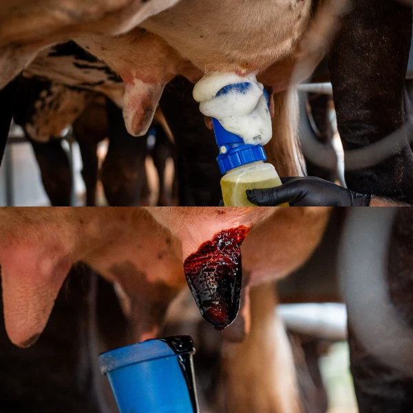 Ordenha higiênica: aplique os protocolos de Pré e Pós-Dipping