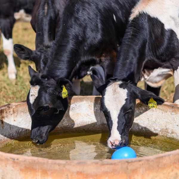 O verão do leite em cada região do Brasil: estratégias de manejo para manter a produtividade