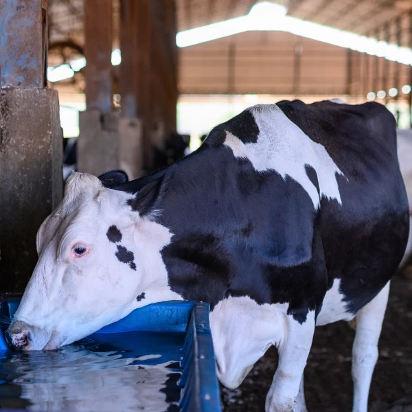 Como reduzir o estresse térmico das vacas na transição para o verão?