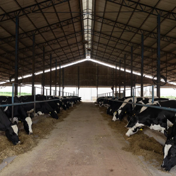 Mosca-dos-estábulos: impacto produtivo, riscos sanitários e estratégias para o controle na pecuária leiteira