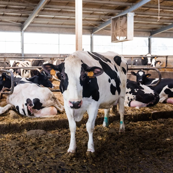 O tempo das vacas: a gestão do descanso para a máxima produtividade leiteira