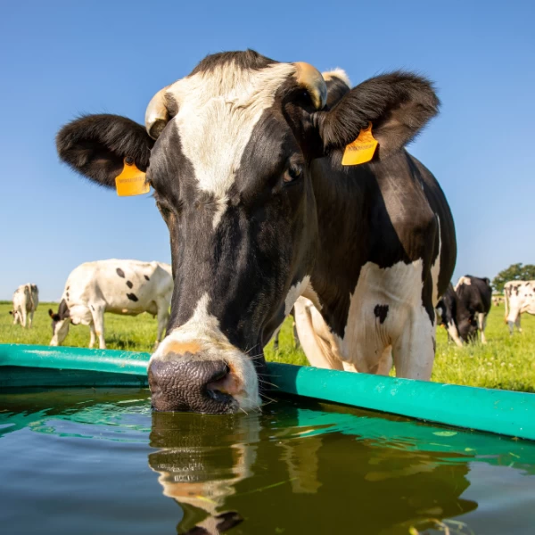 O verão do leite em cada região do Brasil: estratégias de manejo para manter a produtividade